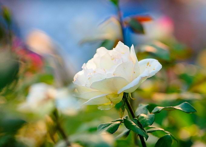 Sunlit White Rose Flower