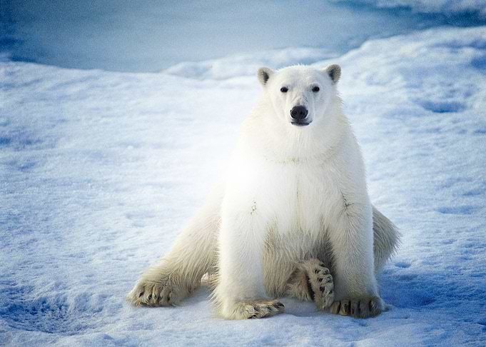 Bear