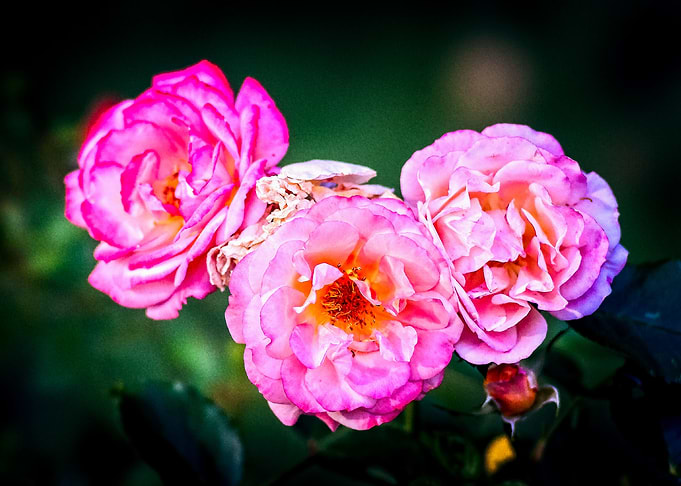 Three Nice Rose Flowers