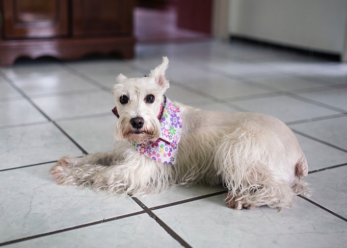 dog white tiles sit