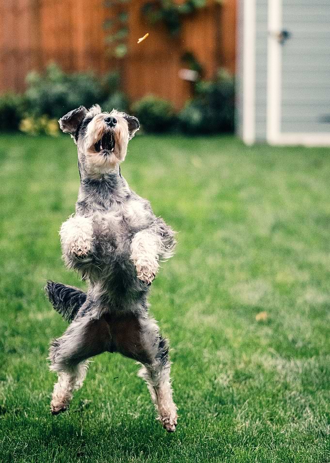 dog green grass black