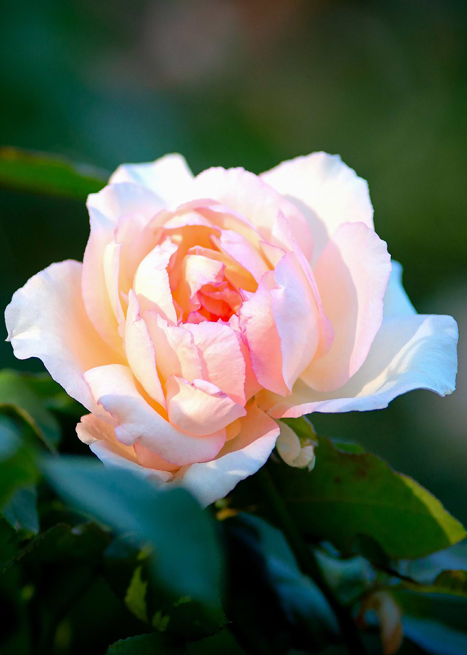 Tender Beige Rose Flower