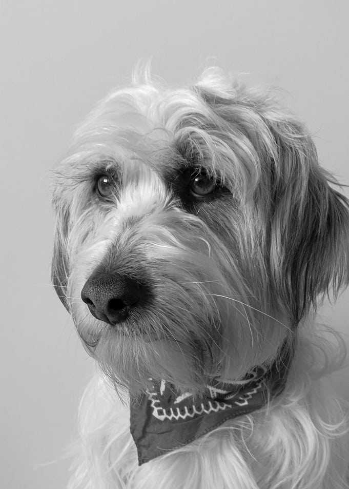 coate dog costume