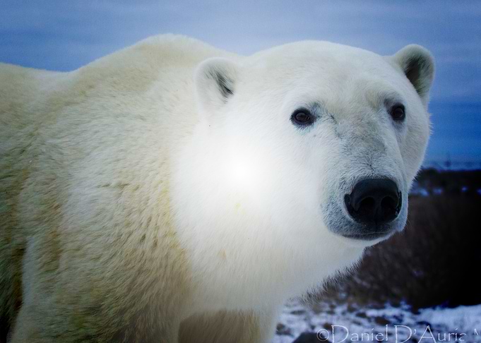 Bear