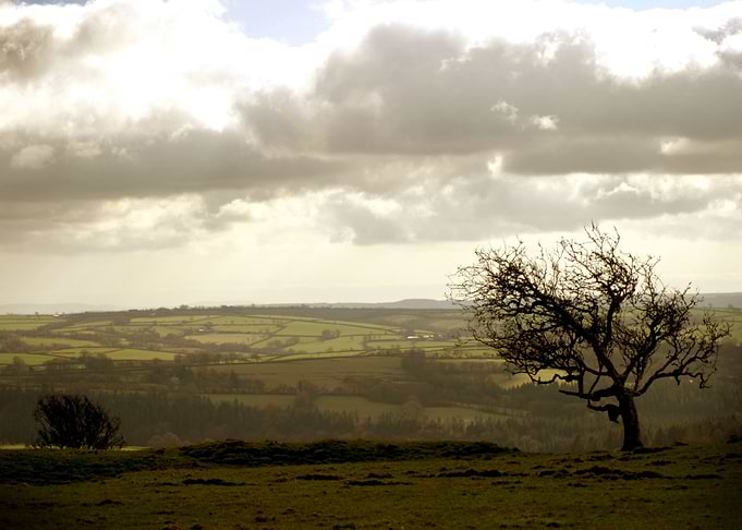 Wind Swept Tree