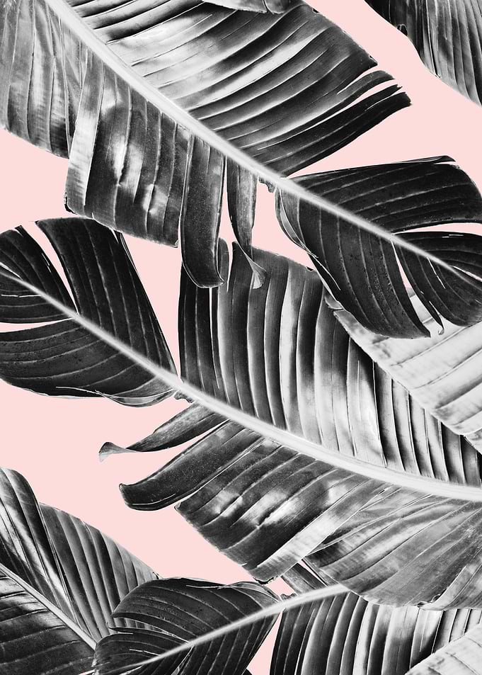 Blush Banana Leaves 7
