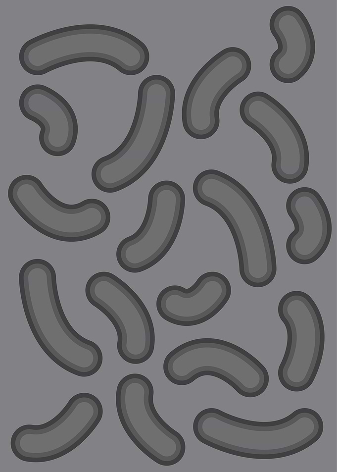 Bacteria