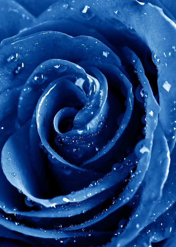 Blue Rose