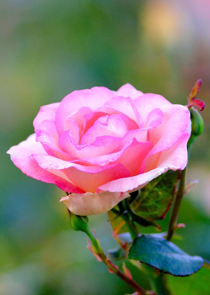 Classy Pink Rose Flower