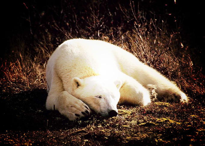 Bear