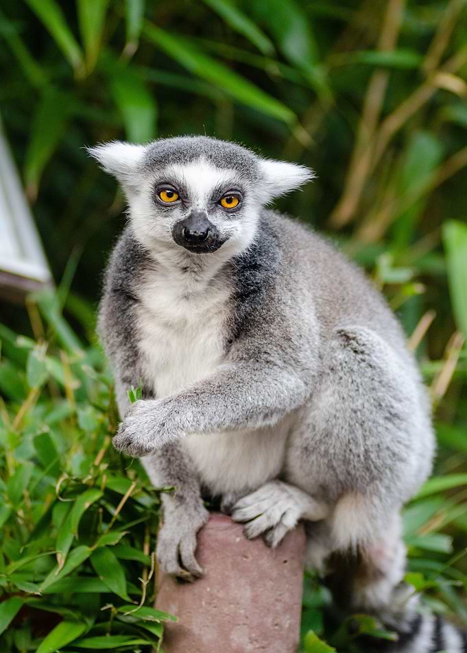 lemur leaves squirrel