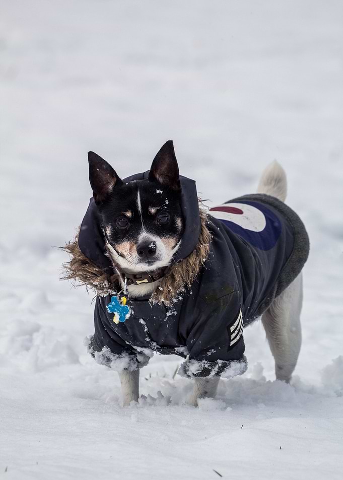baby dog snow