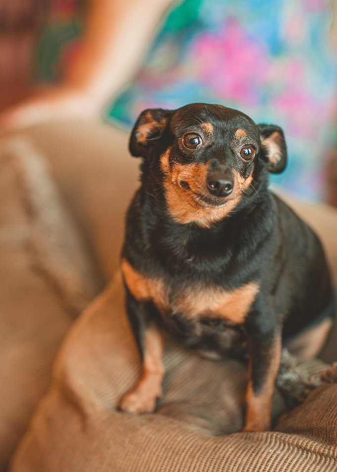 baby dog pillow