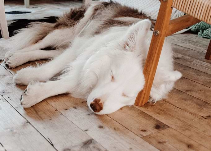 white dog sleep