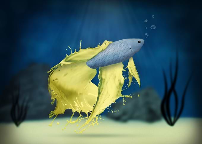 Betta Splash