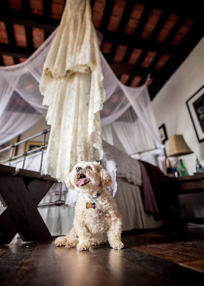 white sit dog