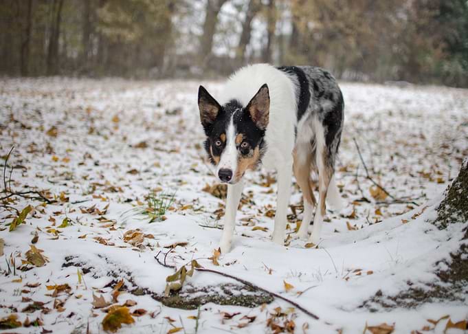 white dog snow