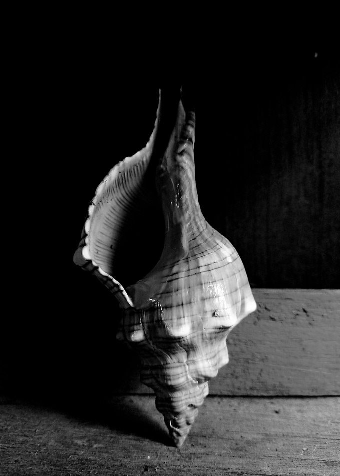 Seashell Series 8
