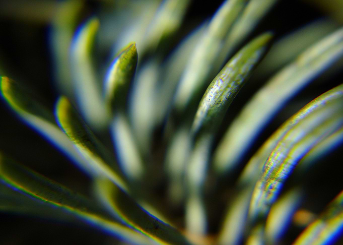 minimalistic green nature1