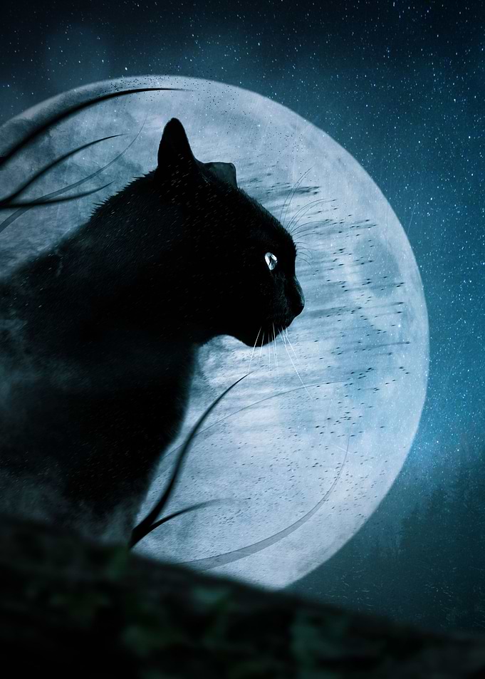 Hunter of the Night