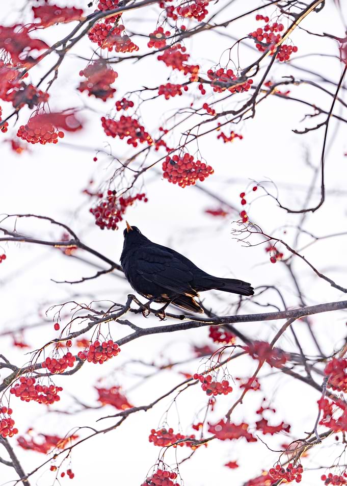 Red Berry Black Bird