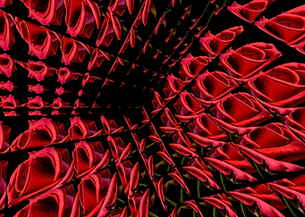Red Roses in a Glass Cube