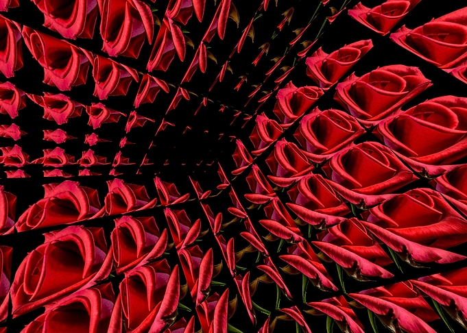 Red Roses in a Glass Cube