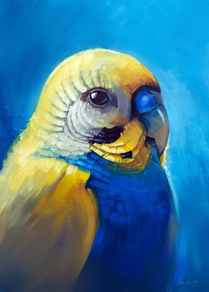 Budgie