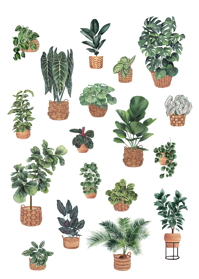 House Plants Collection 3