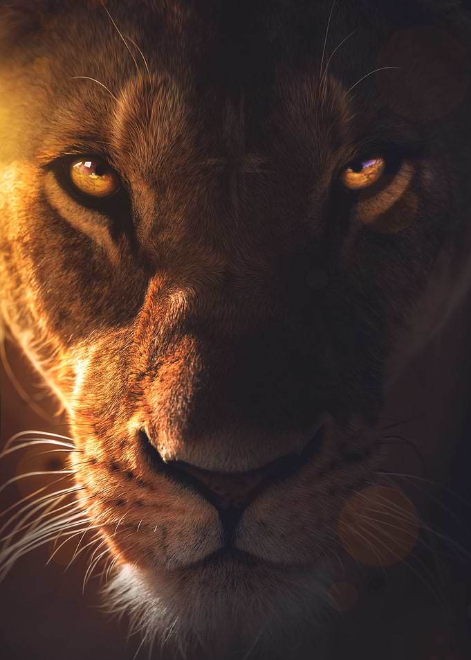 The Lioness