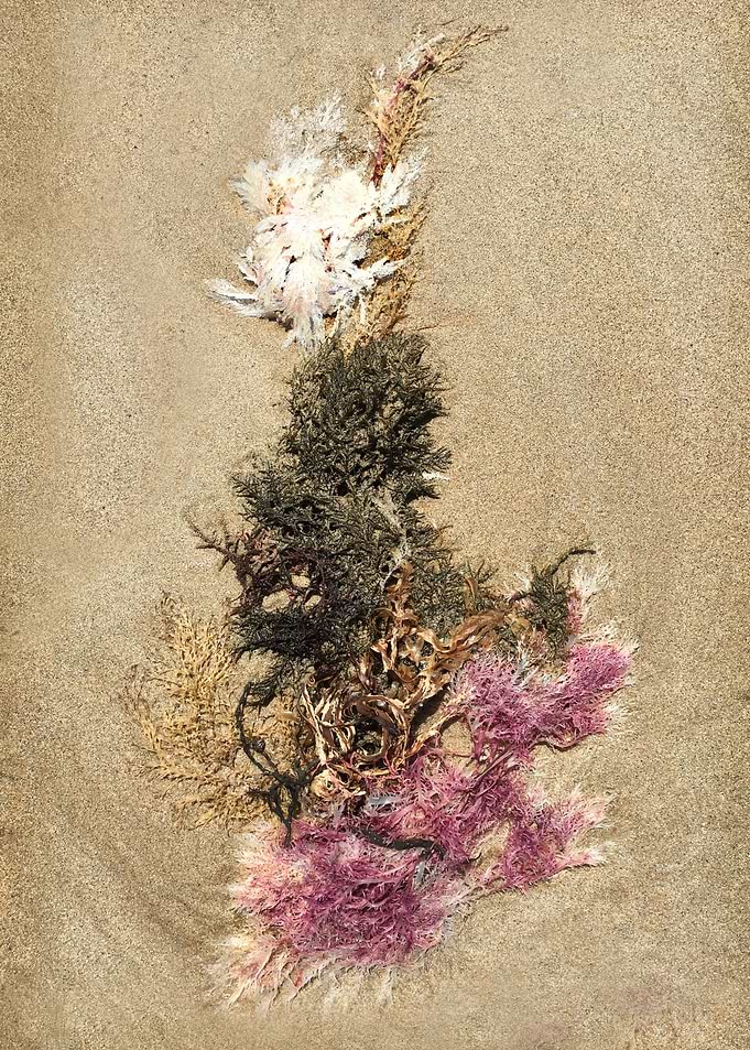 Seaweed Abstract