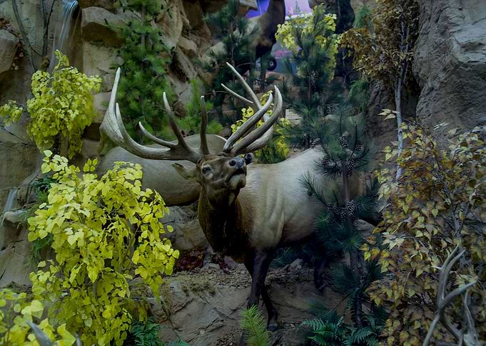 Moose