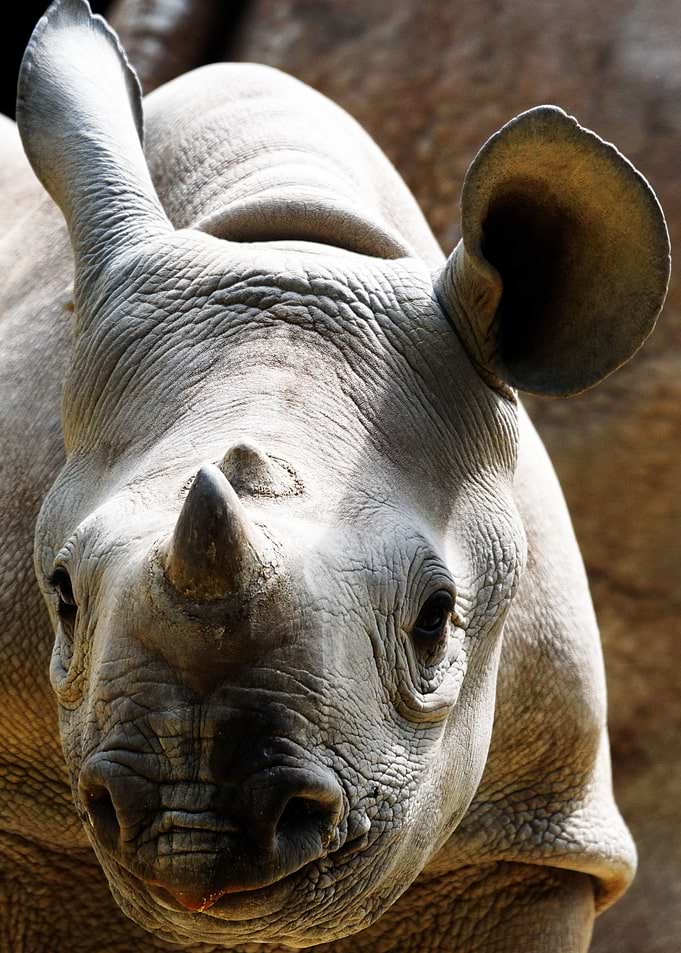 Black Rhino Portrait