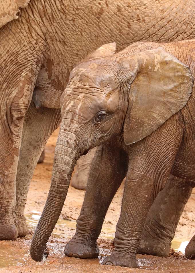 Elephantbaby 287