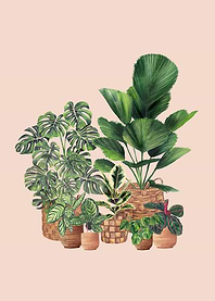 House Plants 4