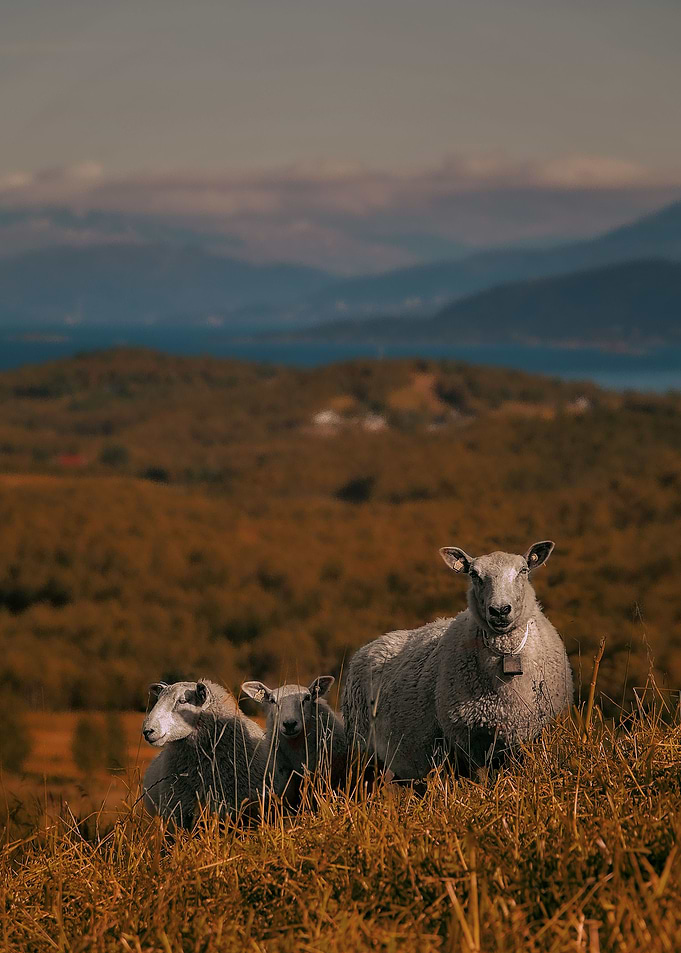 Counting sheep to the