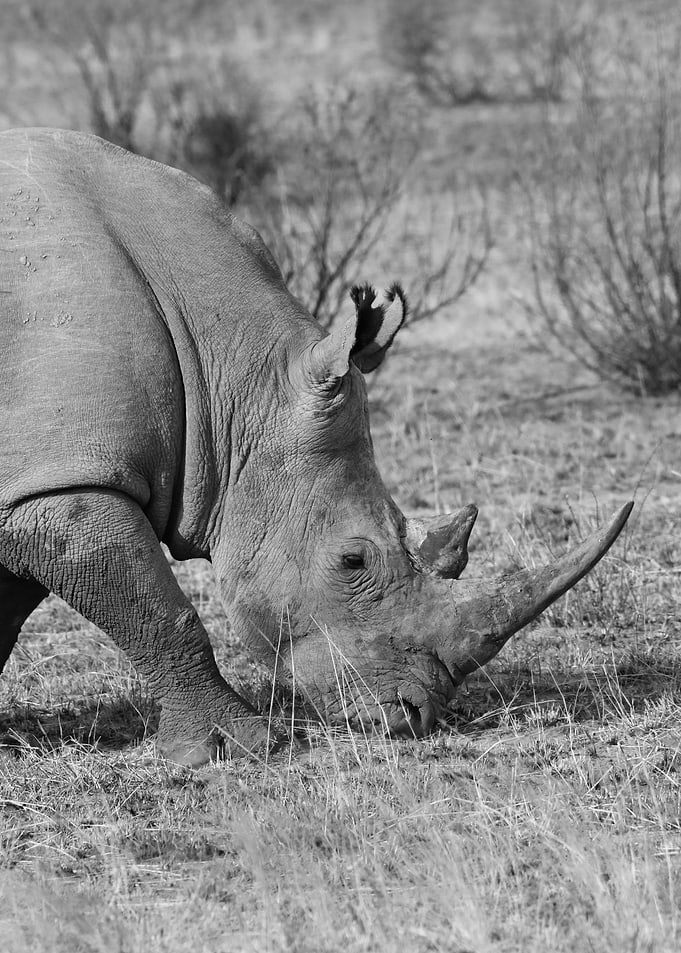 Rhino 6652