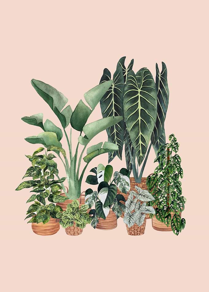 House plants 5