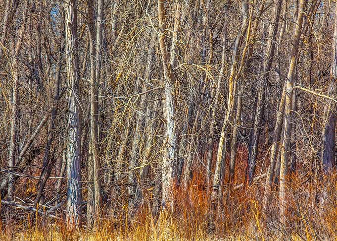 Colorado Woodland