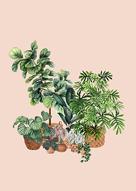 House Plants 3