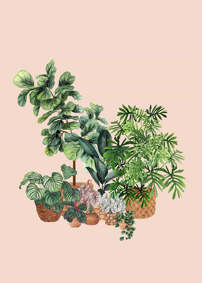 House Plants 3