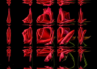 red roses glass reflection