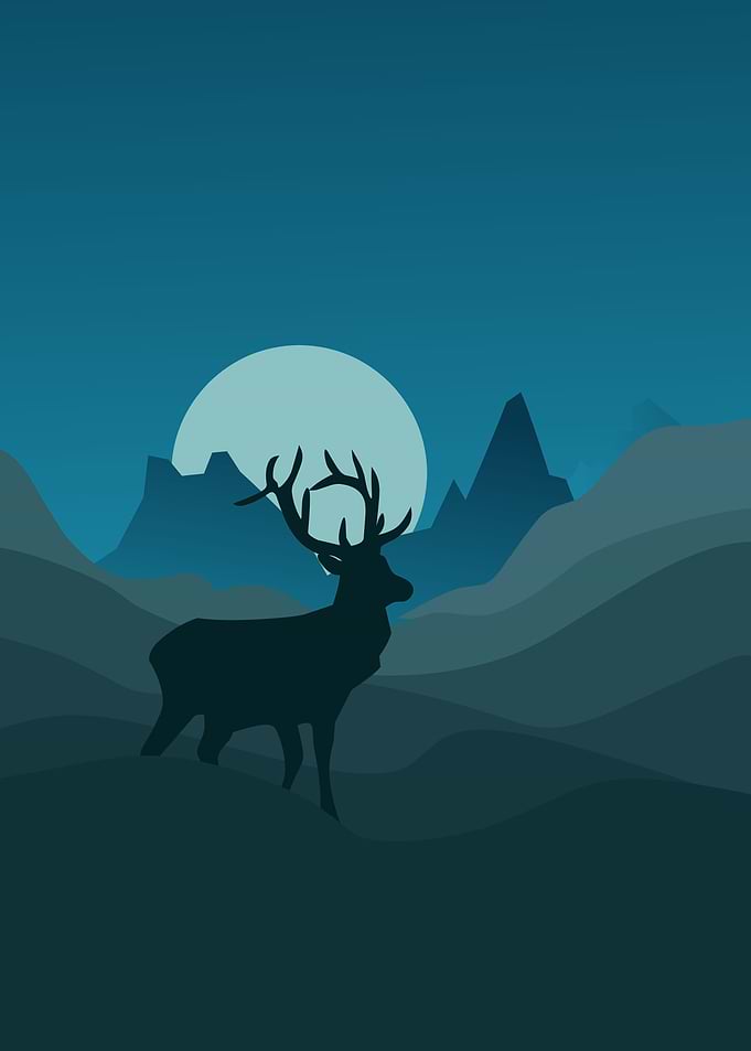 A lost moose
