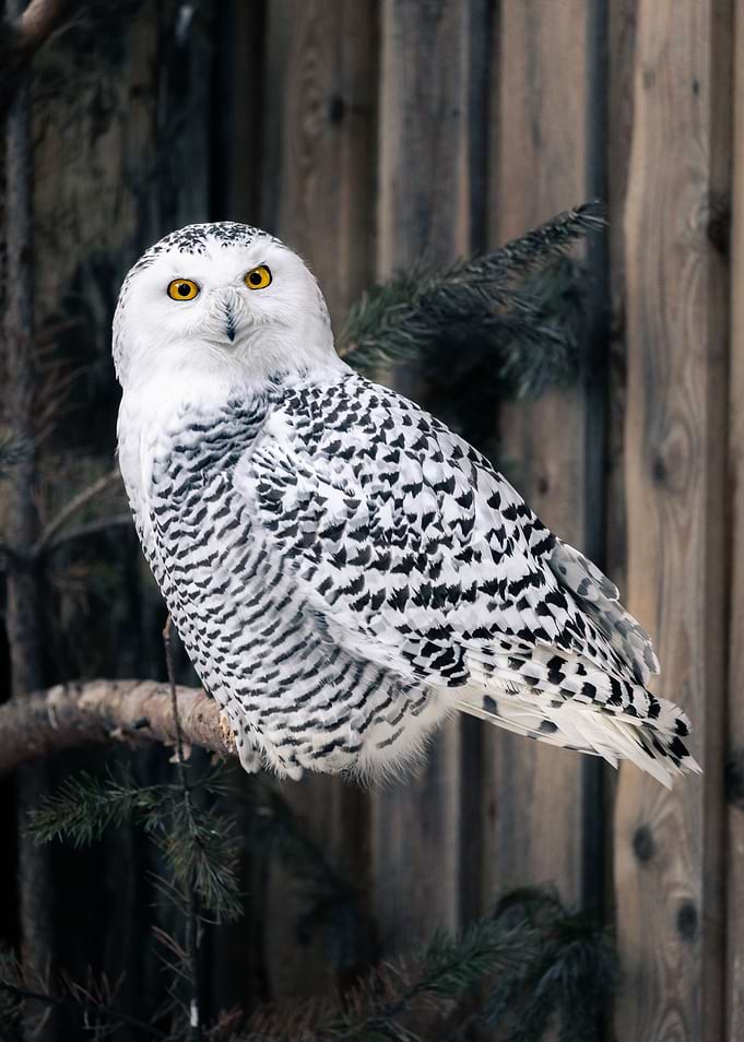 Intense Snow Owl