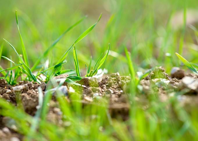 Newborn grass