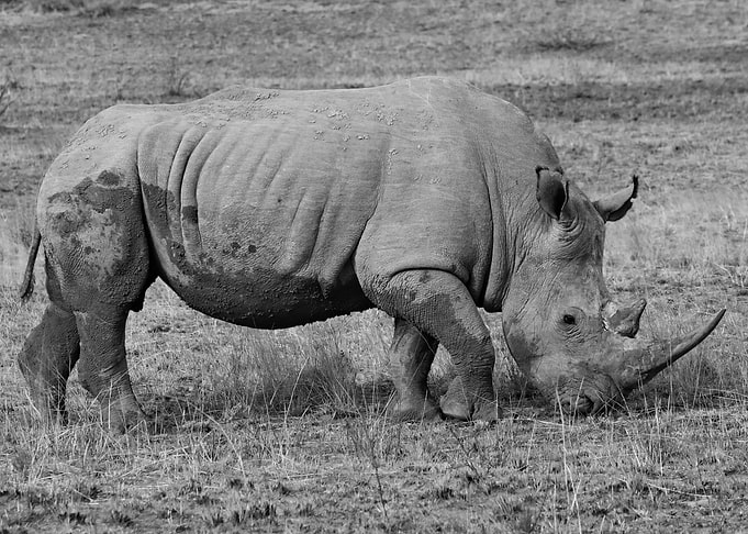 Rhino 6663
