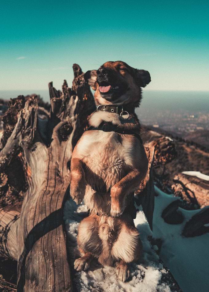 dog tree trunk