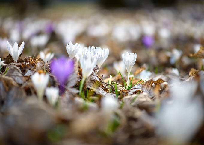 Springtime