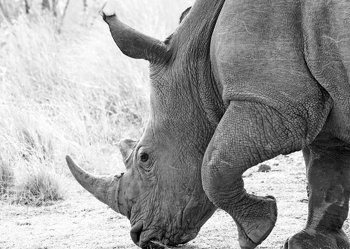 Rhino 6084