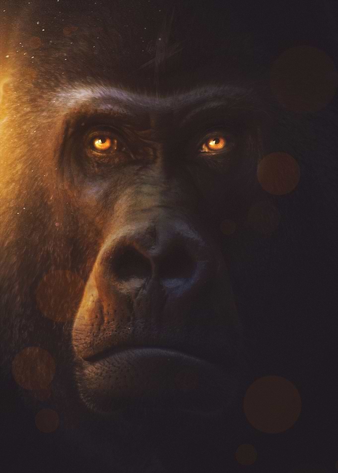 The Gorilla